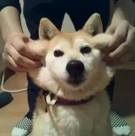  历史由来,犬种标准及知识养护