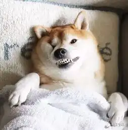  哈士奇是最二的汪柴犬表示可以一战