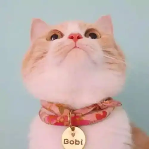  头像今日,宜吸猫
