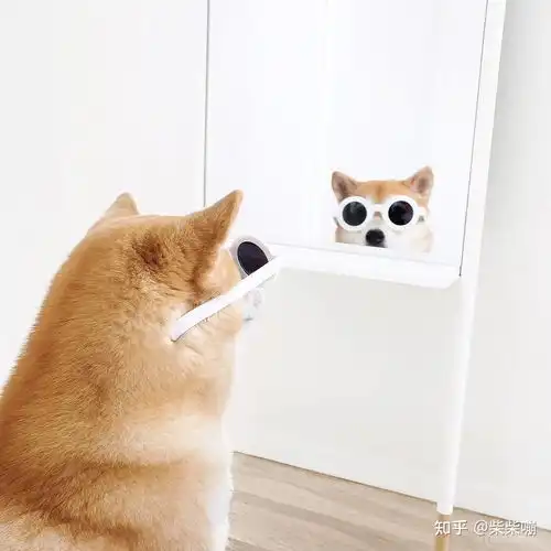  双血统柴犬多少钱一只柴犬价格全国分析