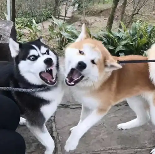  为何柴犬地位不如从前了背后的几个原因令人唏嘘