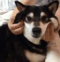 柴犬哈士奇头像图片规矩