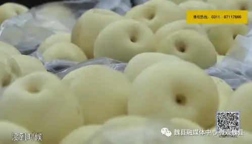  河北广播电视台冀时客户端报道了我县鸭梨又闻梨飘香