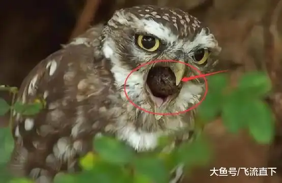 猫头鹰头像简笔画吐出