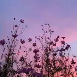 头像风景高清清新自然清