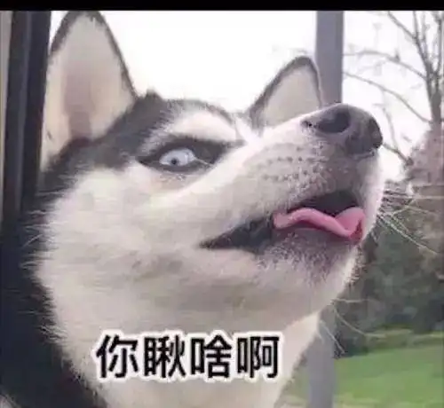 柴犬哈士奇头像图片李荣