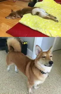  哈士奇vs柯基,谁的基因更强大