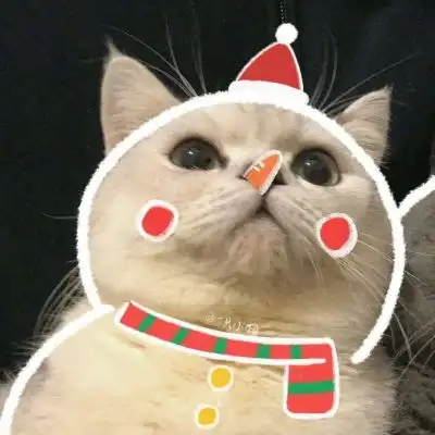 萌宠可爱猫咪头像可爱