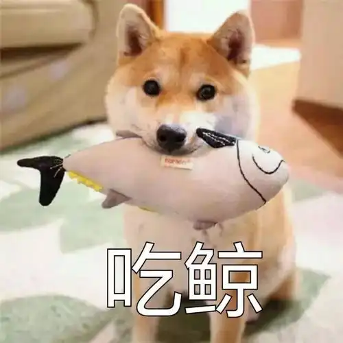  法院拍卖柴犬替主人还债狗子主人靠不住,只能靠自己