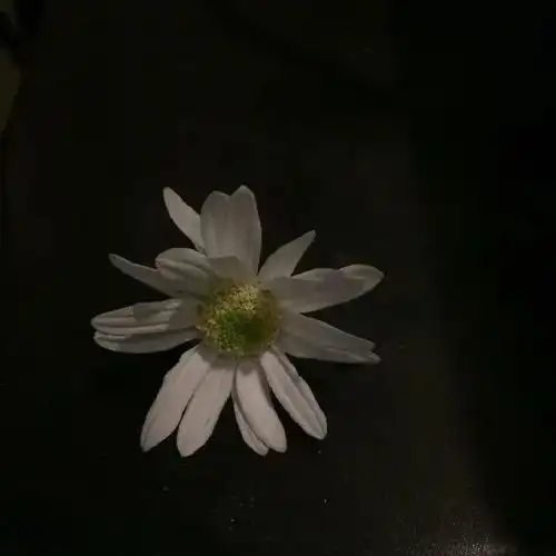  子衿暗黑系花卉背景图