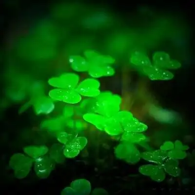  幸运四叶草图片大全吉利的四叶草微信头像唯美