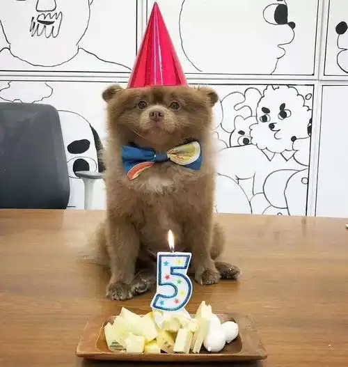  狗狗被遗弃竟是因为个头太大不好卖,如今却逆袭成全网爆红的网红小熊