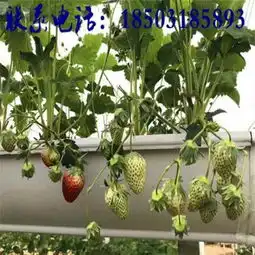  新型pvc草莓架草莓立体种植设备品质保证