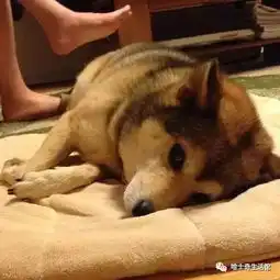  哈士奇和柴犬生下来的狗狗,简直二破天际