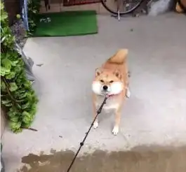  柴犬魔性表情一度威胁到二哈表情帝的位置