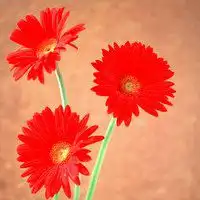  风景带花的微信头像微信头像图片大全