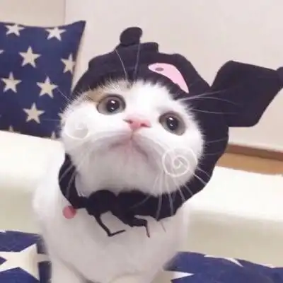 可爱头像萌宠猫猫