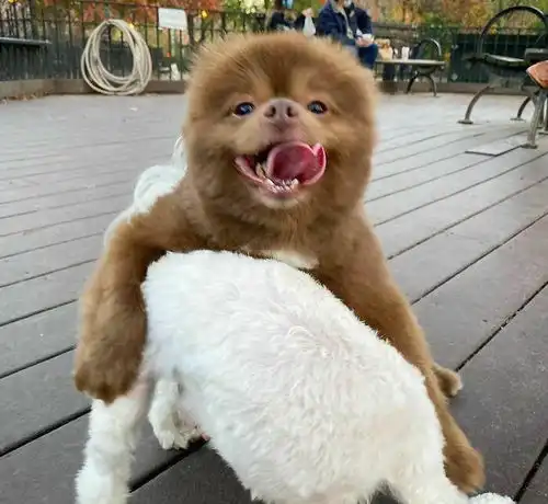  这只博美犬出售无人敢买,因盛世容颜的熊样涨粉43万