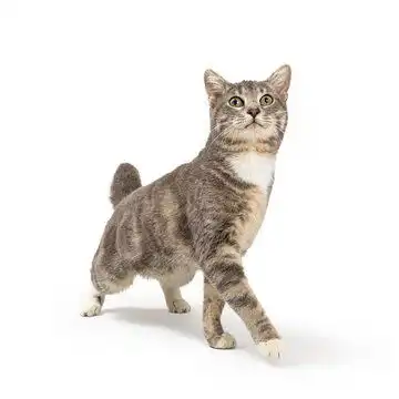  点击来源直接获取大图文件好奇的灰色虎斑猫向前走并仰头伸展摄影搞笑猫猫高清大图