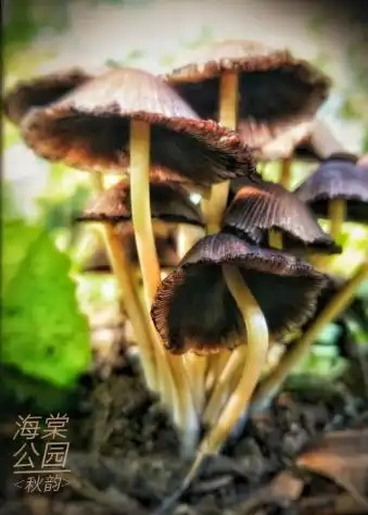  手机摄影二期4大窍门告别花草业余照,让你不再是花痴
