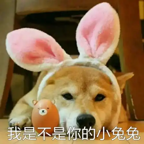  新年到了没点狗年表情包怎么在道上混