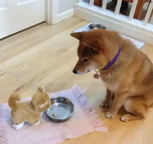 柴犬哈士奇头像图片仓鼠