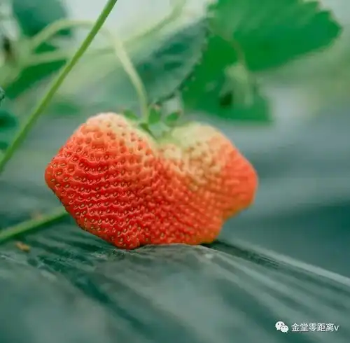  甜蜜来袭金堂这里可以体验童真式采摘乐趣