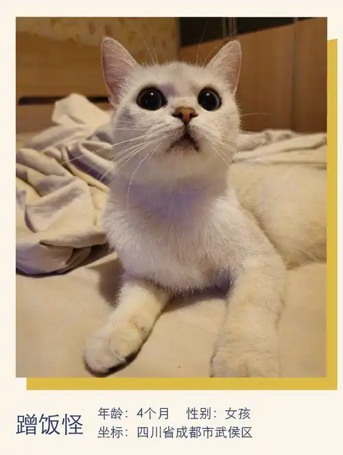  大眼圆脸,猫届神颜萌宠寻人启事