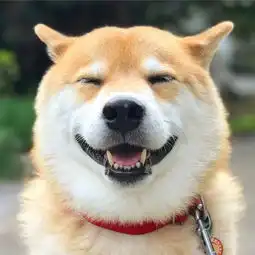  可爱萌宠乐园当哈士奇听到吃东西的时候,狗狗戏有点过了眼都红了