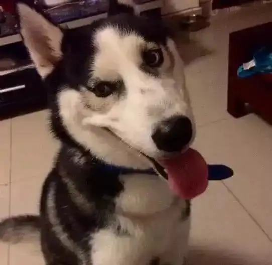 哈士奇柴犬生了小狗,主人看见后被气晕过去,网友傻不是吹的