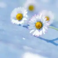  微信花花草草头像图片大全微信头像图片大全
