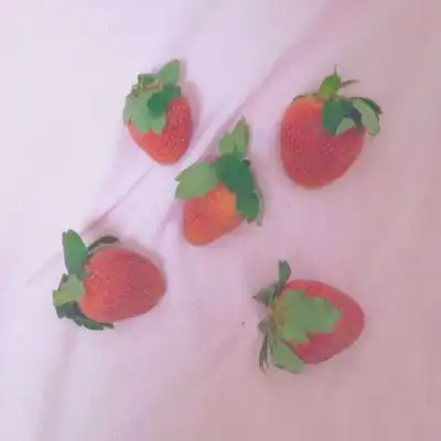 草莓头像图片带文字有机