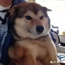  哈士奇和柴犬生下来的狗狗,简直二破天际