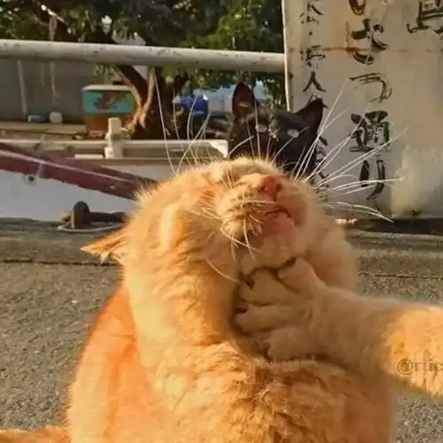  追风探秘sufe深夜食堂