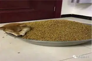  柴犬看到哈士奇的月子餐后,嫉妒地哭了起来,主人满足你的吃欲