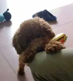  呆萌小动物