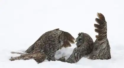  摄影师捕捉灰色猫头鹰雪地相偎相依瞬间图