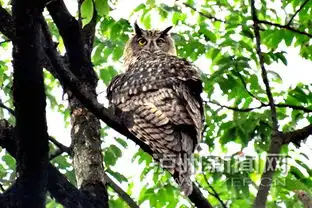  泸州叙永大鸟深夜飞进村民家翅膀一张罩住22只鸡
