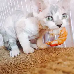  zeemao美国短毛猫的美拍