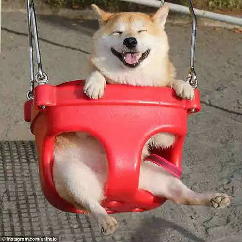  见过柴犬荡秋千吗这只柴犬荡秋千的表情能笑哭你