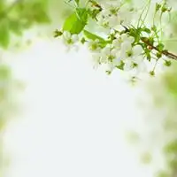  清香淡雅微信头像微信头像图片大全