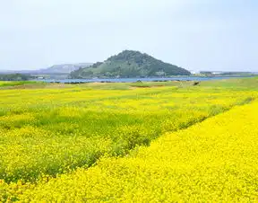  油菜花海高清背景素材下载千库网