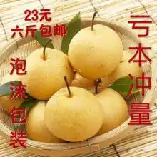  首页庞龙果品有限责任公司主营各种品种的梨鸭梨