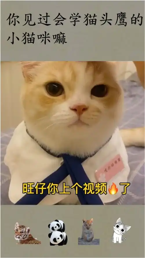  你见过会学猫头鹰的小猫咪嘛