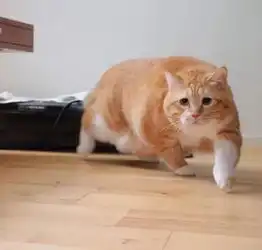  又肥又懒日本这只天然丧的大橘猫,总是满脸写着委屈