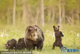  芬兰幼熊模仿鸟叔惟妙惟肖展舞蹈天赋