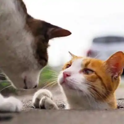  猫头像可爱图片呆萌小奶猫头像大全