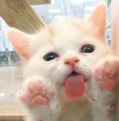 萌宠可爱猫咪头像养猫