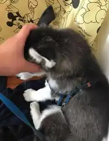  主人带哈士奇幼犬出门遛弯,结果一不留神被柴犬揍得内伤心疼
