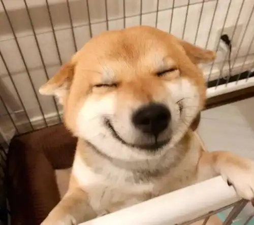  比哈士奇还搞笑,柴犬的真面目,让铲屎官笑弯腰
